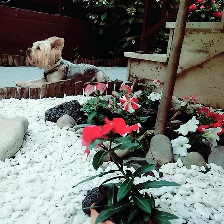 Yanna 아파트 올림피아다